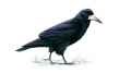 Грач фото (Corvus frugilegus) - изображение №2091 onbird.ru.<br>Источник: www.rspb.org.uk